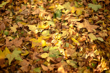 autumn fall color leaves on the ground forest floorwith sun ray and shadows