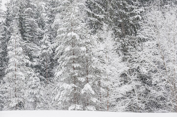 Naklejka premium Snow covered trees in winter forest