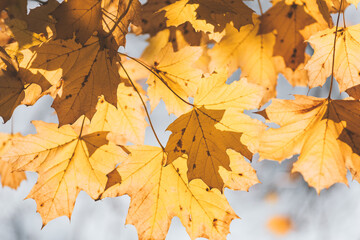 Yellow autumn leaves close up