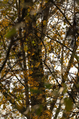 Fototapeta premium Autumn leaves texture in the forest