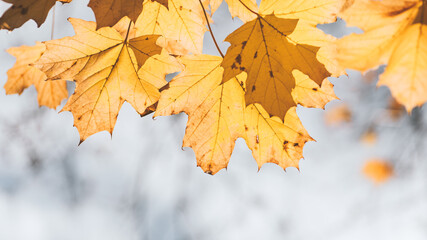 Yellow autumn leaves close up