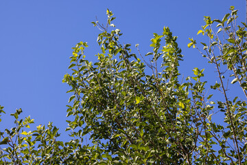green tree and blue sky