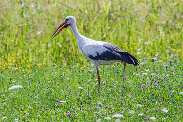 Stork in a meadow
