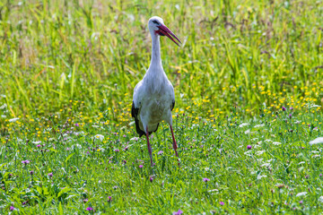 Fototapeta premium Stork in a meadow