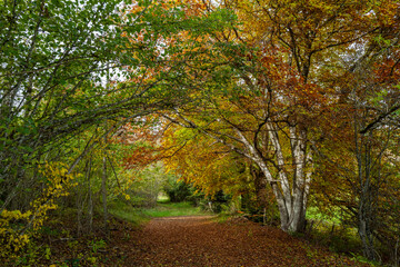 Naklejka premium chemin en forêt au début de l'automne