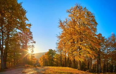 A beech grove near a large mountain field in the autumn morning. Leaves and grass turn yellow rapidly. Golden autumn in the Carpathians