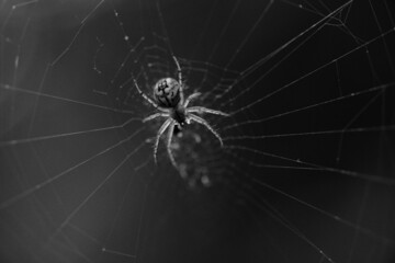 Spinne im Netz