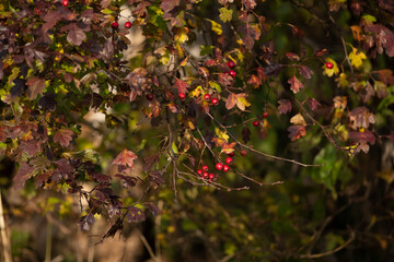 Red berries on an autumn bush
