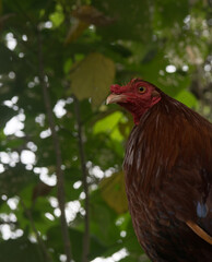 Gallos de pelea con plumas coloridas. Animales bien entrenados	