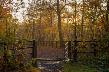 fence in autumn