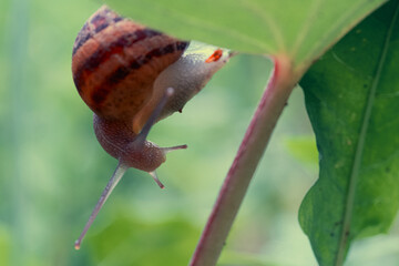 Kletternde Schnecke