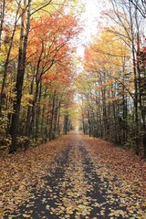Forest in autumn. Autumnal landscape. Colorful and trees. Peaceful and road in forest. Hiking and adventure. Season. September, october and november. 