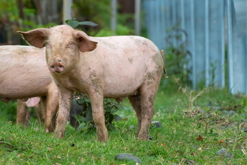 Fototapeta premium Dirty pink piglet stands on the grass outside and looks at the camera