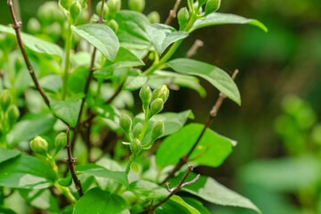 Fototapeta na wymiar Unopened jasmine buds and young green leaves in spring