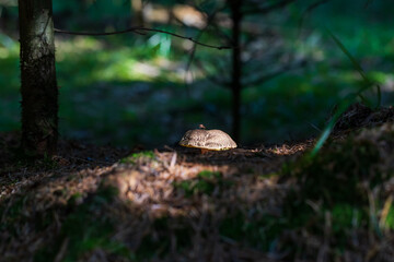 Edible mushrooms in the forest. The boletus has a brown hat.