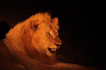 A Lion male (Panthera leo) lying in dry grassland and looking for the rest of his pride in dark night.