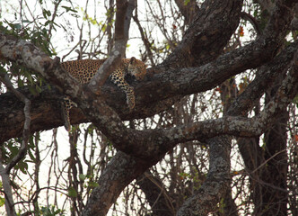 The African leopard (Panthera pardus pardus) male have walking on the dry sand. Sleeping African Leopard with open mouth.