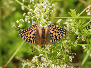 Dark Green Fritillary Butterfly