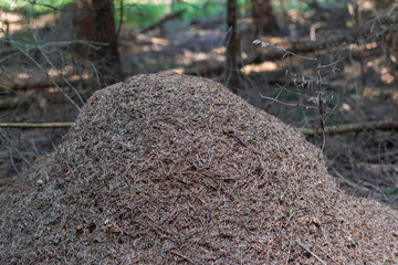 There is a big pile of needles in the forest and there is an anthill in it.