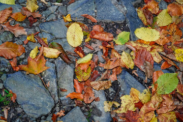 autumn leaves on the ground, multicolored leaves , autumn background, autumn texture , fallen leaves 