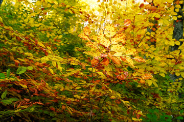 fluffy yellow tree, yellow trees, forest landscape, colorful autumn , autumn tree 