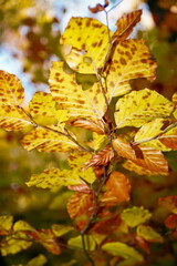 yellow leaves , autumn leaves on a tree, autumn background, autumn texture 