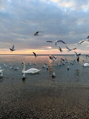 seagulls on the beach