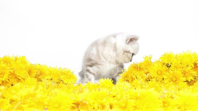 Kitten sits and looks at the camera on a carpet of dandelions isolated on a white background. Cat and dandelions. Kitten is resting on flowers. Surprised kitten.