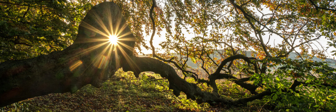 Fagus Sylvatica Var. Suentelensis" Images  Browse 256 Stock Photos,  Vectors, and Video | Adobe Stock
