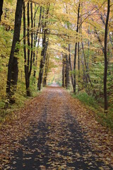 Cycle path in a forest in autumn. Autumnal and yellow leaves. Trees in october. Bike and hiking in a forest. September and october.