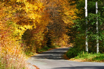 Autumn road, passage of yellow trees, forest landscape, colorful autumn  