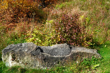 tree in the rock, multicolored rock, big rocks, autumn on the rock 