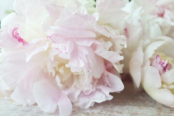 Fresh pink peony petals, background concept for wedding invitation, congratulations, Valentine's Day 