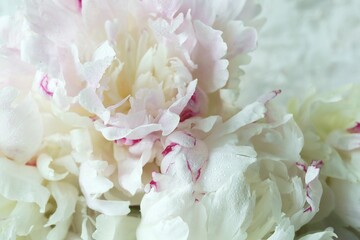 Fresh pink peony petals, background concept for wedding invitation, congratulations, Valentine's Day 