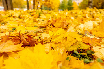 Naklejka na ściany i meble Beautiful autumn city landscape with yellow trees and leaves, natural outdoor travel background. Autumn leaves background, leaves on the grass. Fall concept.