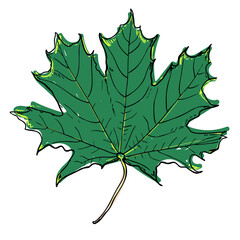 Maple leaf sketch illustration. Hand drawn maple leaf. Vector botanic illustration, isolated on white background