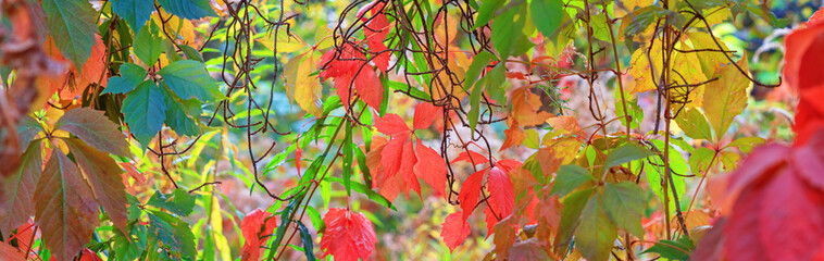 Autumn landscape, banner, background - a view of the foliage of the virgin ivy in the rays of the autumn sun