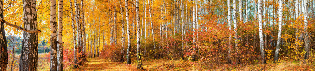 Birkenhain am sonnigen Herbsttag, schöne Landschaft durch Laub und Baumstämme, Panorama, horizontales Banner