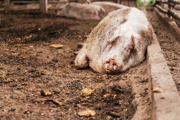 Fat muddy elder pig lean on the dirty floor of a farm