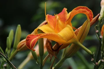 Foto op Canvas The peduncles of the daylily Frans Hals are crowned with two-color gramophones. Hemerocallis Frans Hals. © Vladimir