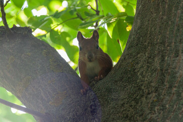 squirrel on a tree