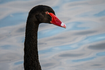 The head of a black swan (Cygnus atratus) during an autumn day