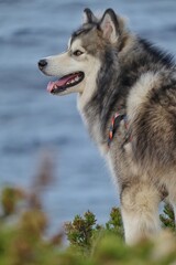 siberian husky dog