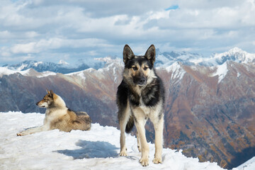 dogs in the snow in the mountains, dogs resting in the sun on the mountainside