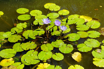colorful flowers of the azores