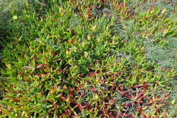 colorful flowers of the azores