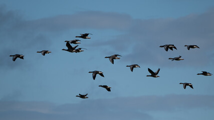 flock of geese flying