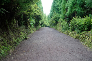 hiking trail at cidade lakes on azores islands