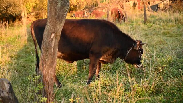 A cow grazes in a meadow. Early autumn. Static video camera. High quality 4k footage