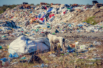 White and black dog is standing on a garbage can and looking for something, in the background there...